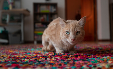 tangerine-colored cat lying on a multi-colored rug, looking up at the camera curiously against an out-of-focus background of furniture