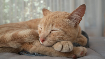 tangerine-colored cat sleeping on a bed, with its head resting on its paws, with a window background with out-of-focus curtains