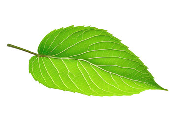 Obraz premium neon green leaf isolated on transparent or white background