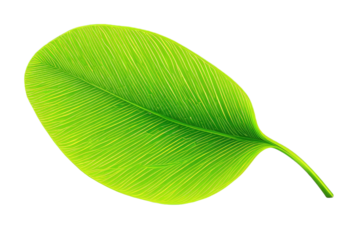 neon green leaf isolated on transparent or white background