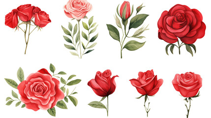 Watercolor elements red roses on a white background