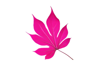 neon pink leaf isolated on transparent or white background