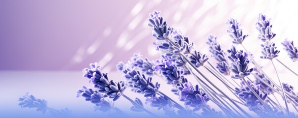 Lavender background image for design or product presentation, with a play of light and shadow