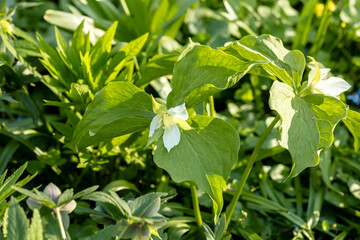 Great white trillium flower in the city park 