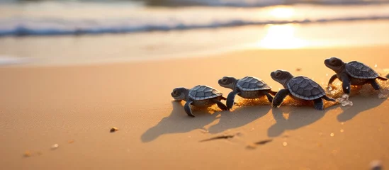 Foto op Aluminium Newly hatched baby turtles crawling towards ocean. © TheWaterMeloonProjec