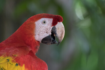 Close-up of a Scarlet macaw (Ara macao), Photographed in Costa Rica. Wildlife. © Tim