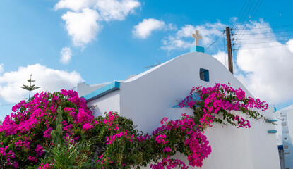 Greek church with blue dome covered with bougainvillea, Paros.