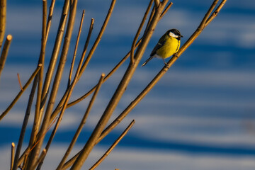 Titmouse, in winter, on a branch.