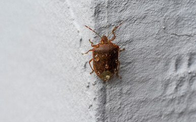 Close-up of a brown beetle Halyomorpha halys with water drops on its back.