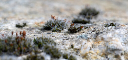Detail of green moss on white rock. Blurred background.
