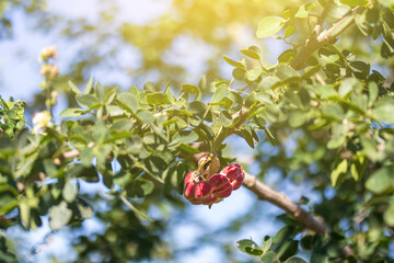 Red ripe Manila tamarind or Pithecellobium dulce fruit on tree in nature green background.