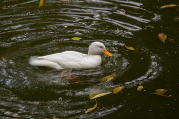 Pretty duck swimming slowly in a nice bird protection park
