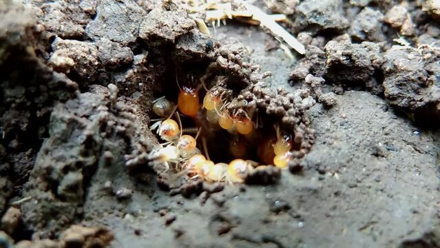 A colony of termites or Isoptera work together to build a house
