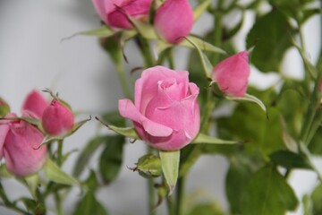 Pink rose 