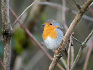 Rotkehlchen (Erithacus rubecula)