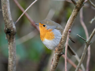 Rotkehlchen (Erithacus rubecula)