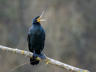 Kormoran (Phalacrocorax carbo)