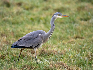 Graureiher (Ardea cinerea) Mäusejagd auf Viehweide