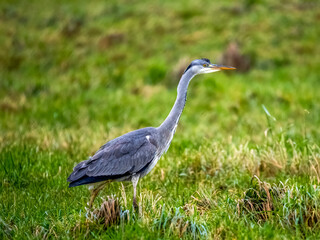 Graureiher (Ardea cinerea) Mäusejagd auf Viehweide