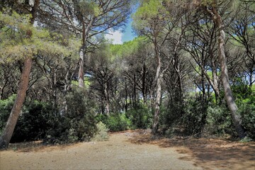 Naklejka na ściany i meble typical maritime pine forest in Tuscany - nature reserve