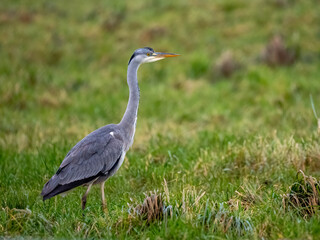 Graureiher (Ardea cinerea) Mäusejagd auf Viehweide