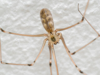 Große Zitterspinne (Pholcus phalangioides)