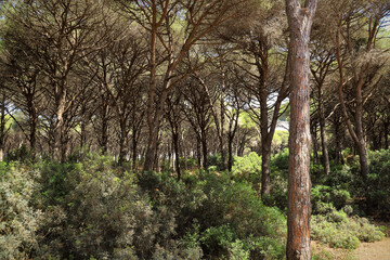 typical maritime pine forest in Tuscany - nature reserve