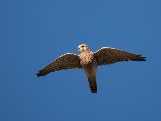 Turmfalke (Falco tinnunculus)