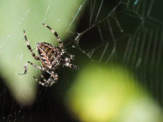 Spider on the web in the nature. Macro. Selective focus