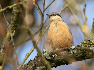 Kleiber (Sitta europaea)
