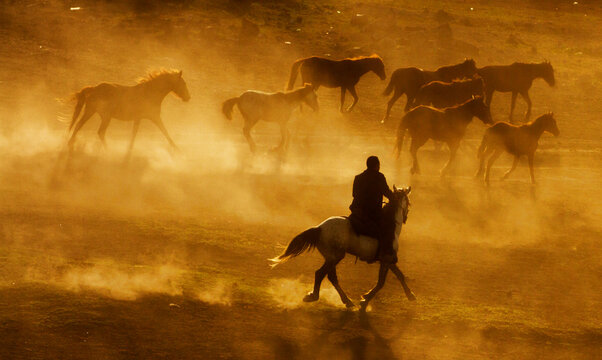Cowboy_7