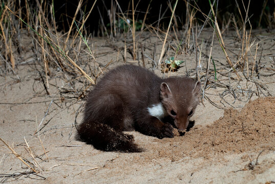Steinmarder // Beech marten (Martes foina)