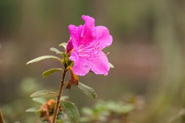 Blutroter Storchschnabel mit Wassertroppfen