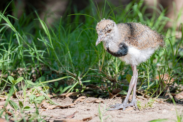 Bird chick called "tero" in some South American countries.
