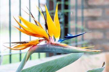 Plant bird of paradise in the garden of a house.