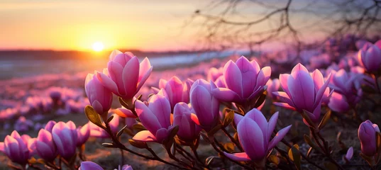 Poster Vibrant magnolia flowers in full bloom on a sunny spring day, awakening the beauty of nature © Aliaksandra