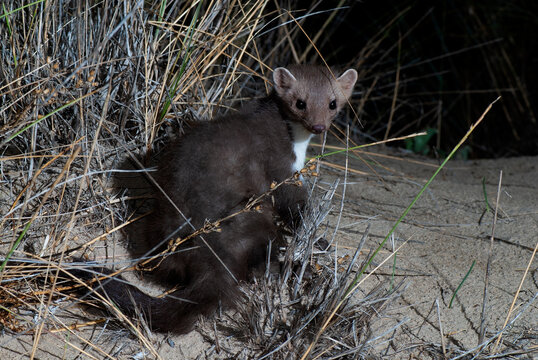 Beech marten // Steinmarder (Martes foina)