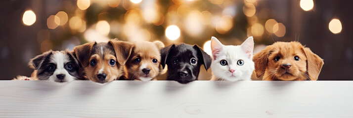 A cats and a dogs peeking over white edge. Web promotional banner for pet shop or vet clinic. Background with cute pets.