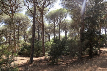 typical maritime pine forest in Tuscany - nature reserve