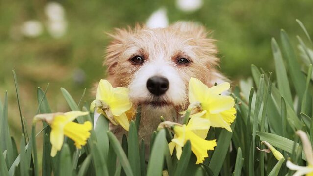 Cute jack russell terrier dog face looking through the daffodil flowers in the spring garden