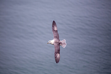 Fulmar (Fulmarus glacialis) - Aerial Majesty of Arctic Seas