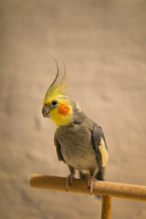 Yellow cockatiel parrot.Cute cockatiel.Home pet parrot.The best cockatiel.Beautiful photo of a bird.Ornithology.Funny parrot.Cockatiel parrot.
Home pet yellow bird.Beautiful feathers.Love for animals