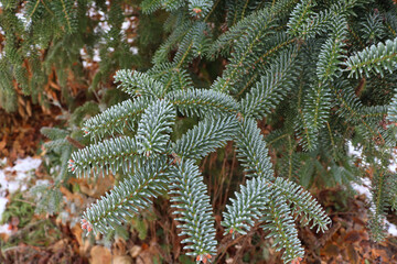Blue Spanish Fir branch - Latin name - Abies pinsapo Glauca.
