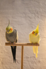 Cockatiel parrots.Funny parrots.Cockatiel pets.Bird with a crest.Cute animal.Funny bird.Cockatiel.Parrots are playing.
Caring for pets.Birds.Animals.Cute cockatiel.Home pet parrot.The best birds.
