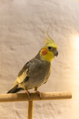 Yellow cockatiel parrot.Cute cockatiel.Home pet parrot.The best cockatiel.Beautiful photo of a bird.Ornithology.Funny parrot.Cockatiel parrot.
Home pet yellow bird.Beautiful feathers.Love for animals