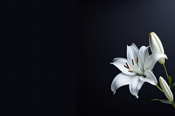 Condolence card with lily on dark background, empty for text