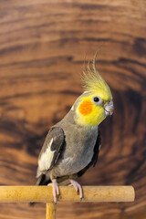 Yellow cockatiel parrot.Cute cockatiel.Home pet parrot.The best cockatiel.Beautiful photo of a bird.Ornithology.Funny parrot.Cockatiel parrot.
Home pet yellow bird.Beautiful feathers.Love for animals