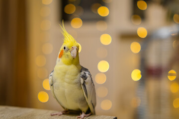 Yellow cockatiel parrot.Cute cockatiel.Home pet parrot.The best cockatiel.Beautiful photo of a...