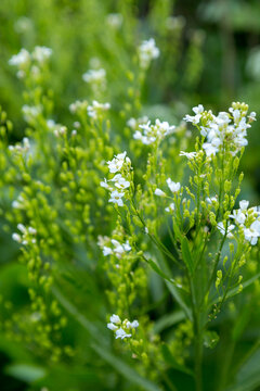 White horseradish flowers lat. Armoracia rusticana