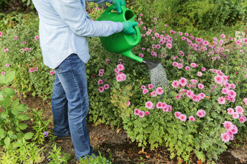 Fototapeta premium Gardener farmer watering green garden with pink chrysanthemum flowers and plants with water in watering can